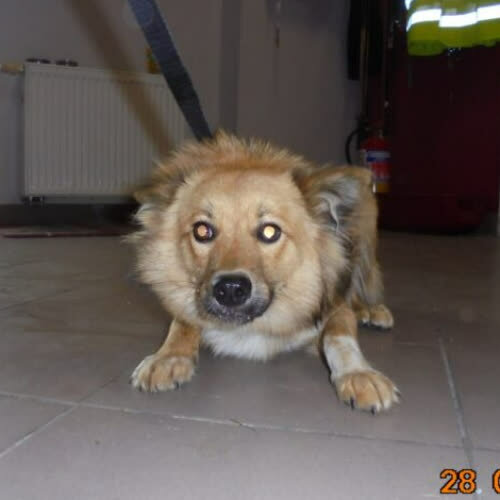 Psy ze schroniska do adopcji Zosia