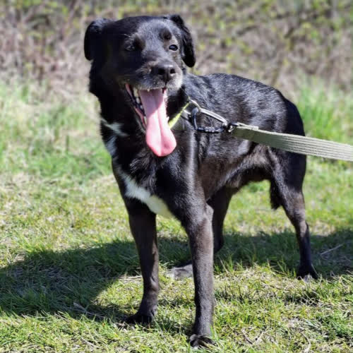 Psy ze schroniska do adopcji Misiek