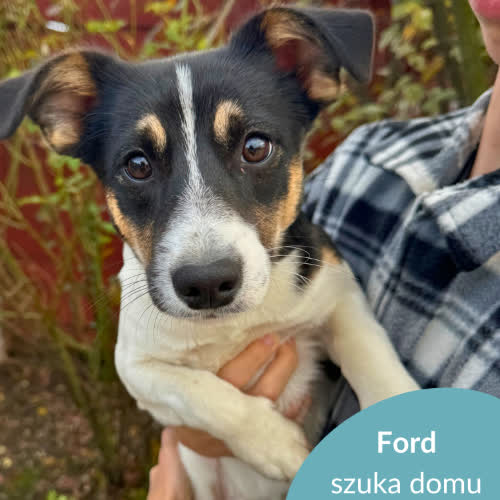 Psy ze schroniska do adopcji Ford