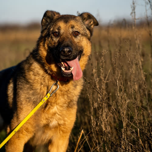 Psy ze schroniska do adopcji Astro