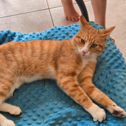 Koty ze schroniska do adopcji FILIPEK
