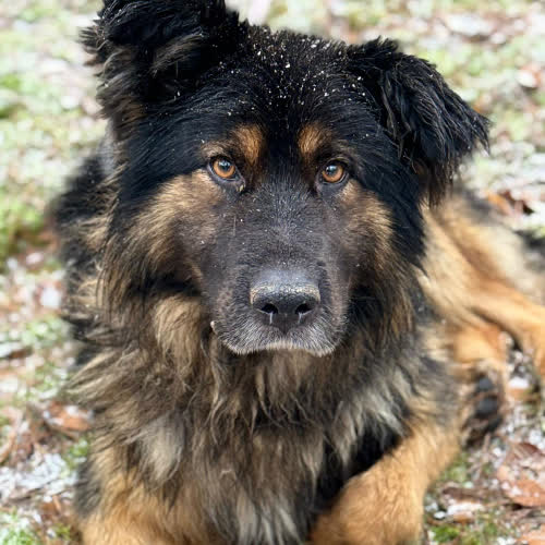 Psy ze schroniska do adopcji Łubin