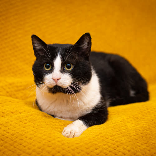 Koty ze schroniska do adopcji Laluś