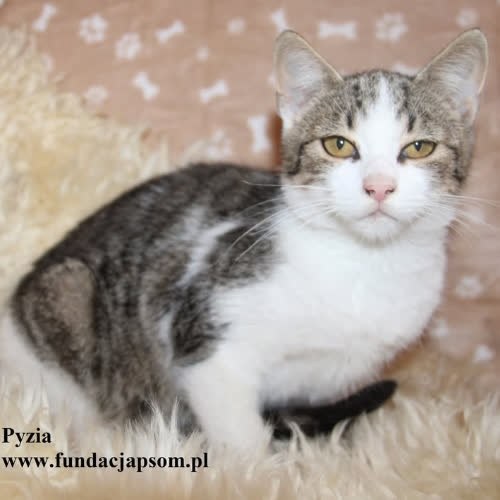 Koty ze schroniska do adopcji Pyzia