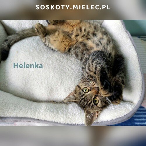 Helenka