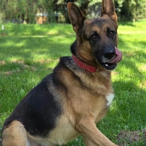 Psy ze schroniska do adopcji Owczarek Kompromis