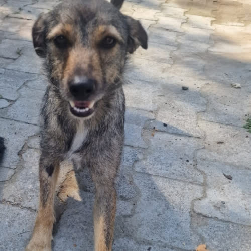 Psy ze schroniska do adopcji Zoja
