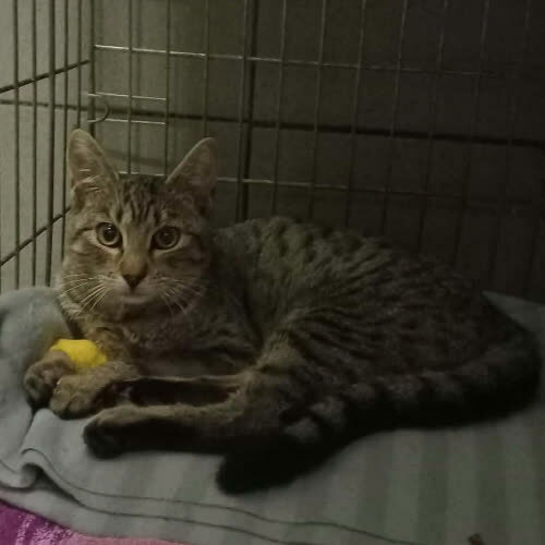 Koty ze schroniska do adopcji B109