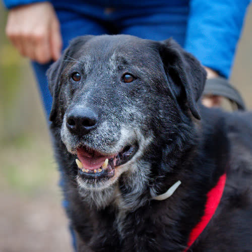 Psy ze schroniska do adopcji Wojak