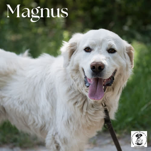 Psy ze schroniska do adopcji Magnus