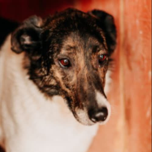 Psy ze schroniska do adopcji Wika