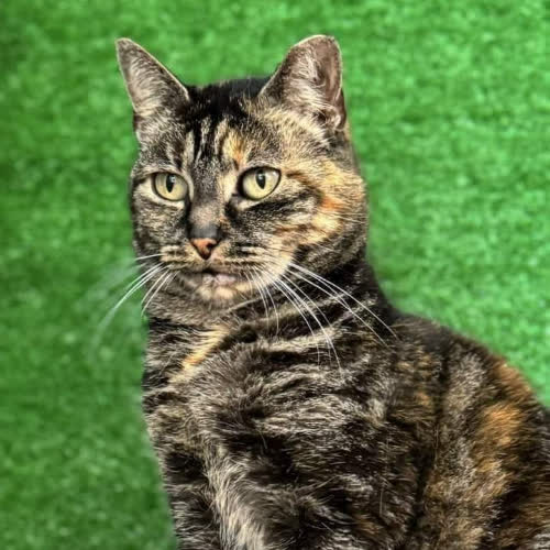 Koty ze schroniska do adopcji Cynaderka