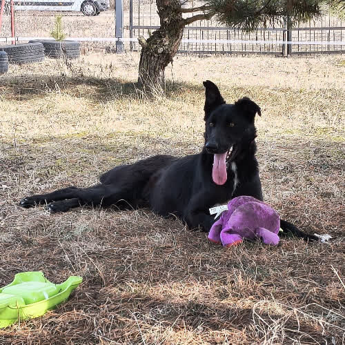 Psy ze schroniska do adopcji Melman