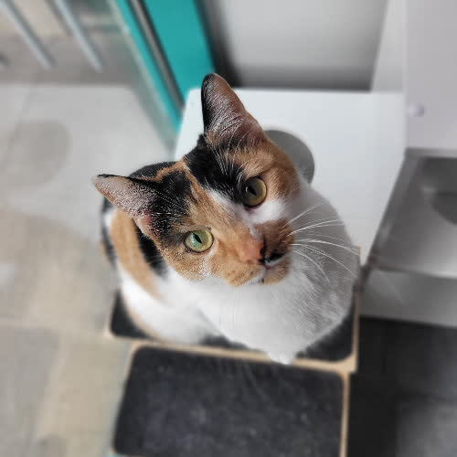 Koty ze schroniska do adopcji Bazylika