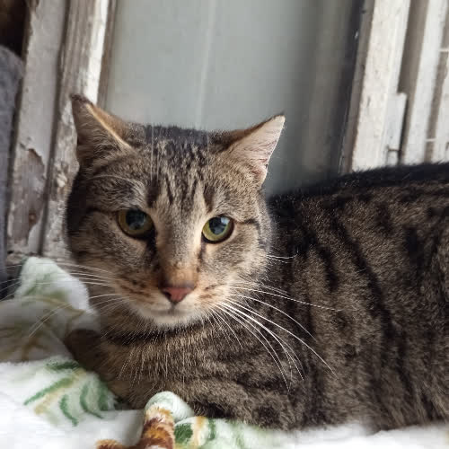 Koty ze schroniska do adopcji Dynia 