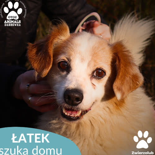 Psy ze schroniska do adopcji Łatek