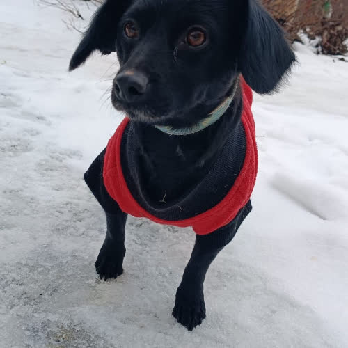 Psy ze schroniska do adopcji Nika 