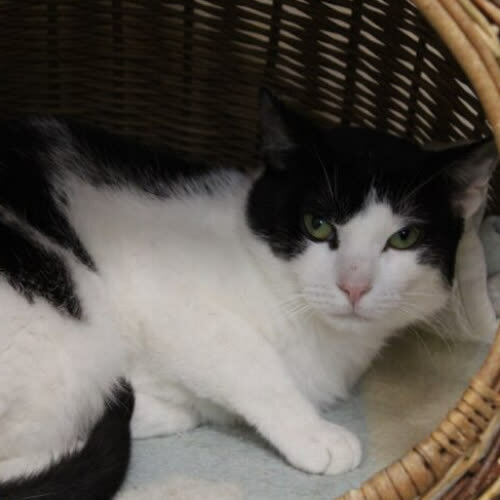 Koty ze schroniska do adopcji Miki