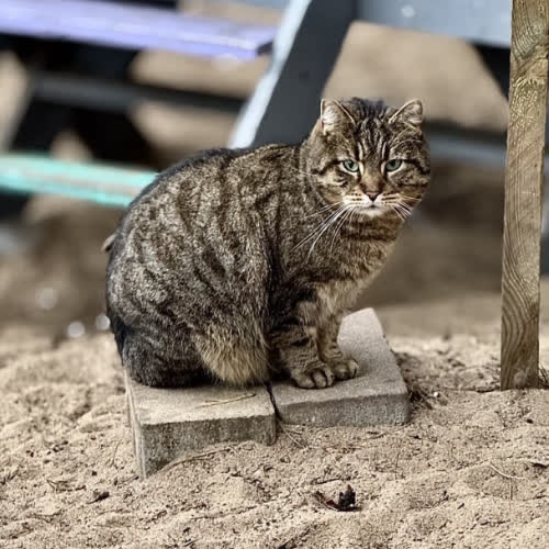 Koty ze schroniska do adopcji Songo