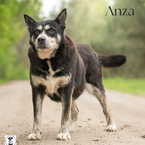 Psy ze schroniska do adopcji Familijna ANZA