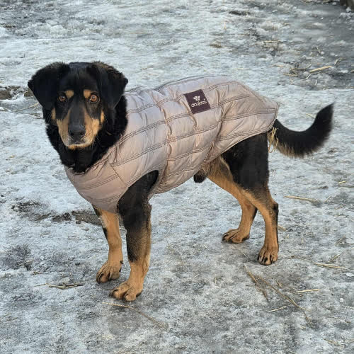 Psy ze schroniska do adopcji Wężyk mix Ogar 