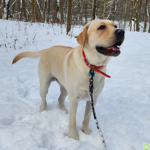 Psy ze schroniska do adopcji Borys