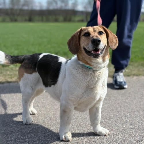 Saba