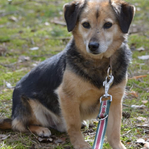 Psy ze schroniska do adopcji Oki