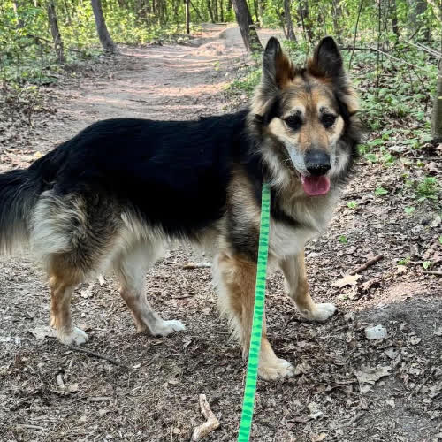Psy ze schroniska do adopcji Owczarek Pezet