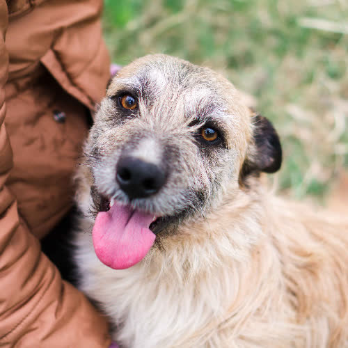 Psy ze schroniska do adopcji Artem