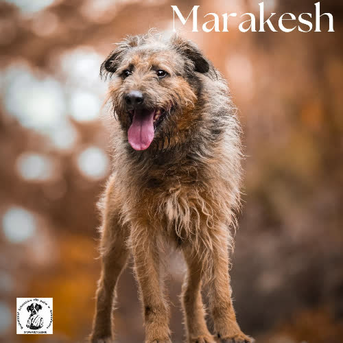 Marakesh 