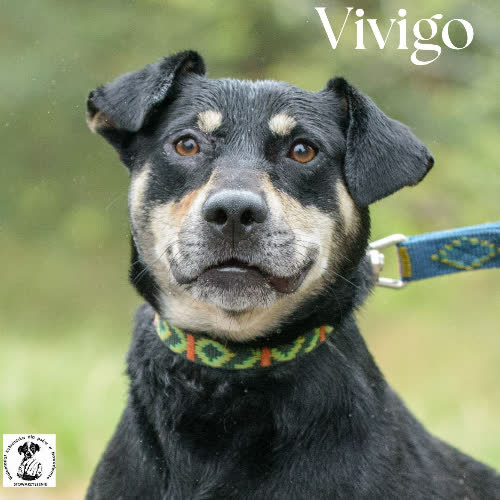 Vivigo