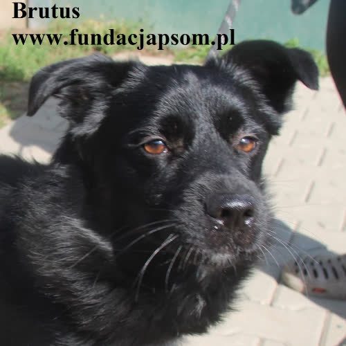 Brutus