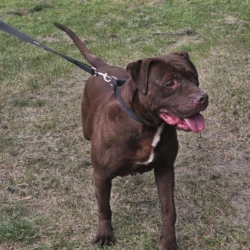 Psy ze schroniska do adopcji Pitbull Red Nose - Dziewczynka