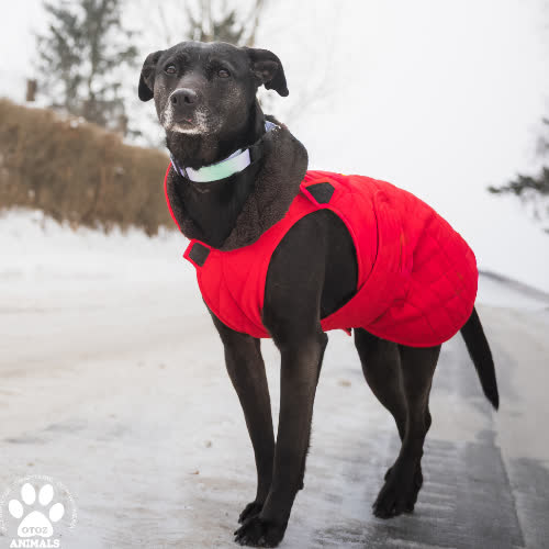 Psy ze schroniska do adopcji Żanetka