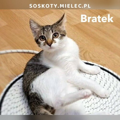 Bratek