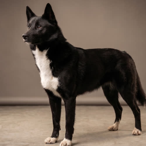 Psy ze schroniska do adopcji TALIA