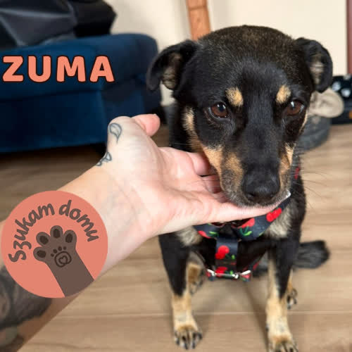 Psy ze schroniska do adopcji Zuma