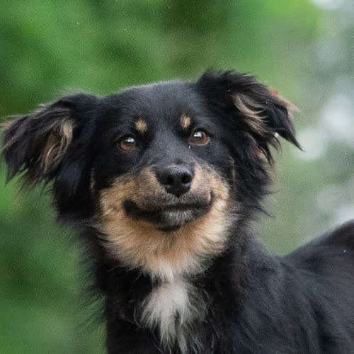 Psy ze schroniska do adopcji Urokliwa NANAJA