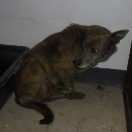 Psy ze schroniska do adopcji Norka