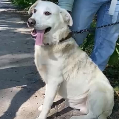 Psy ze schroniska do adopcji Bingo