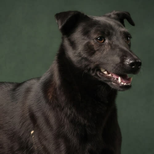 Psy ze schroniska do adopcji WALERIA