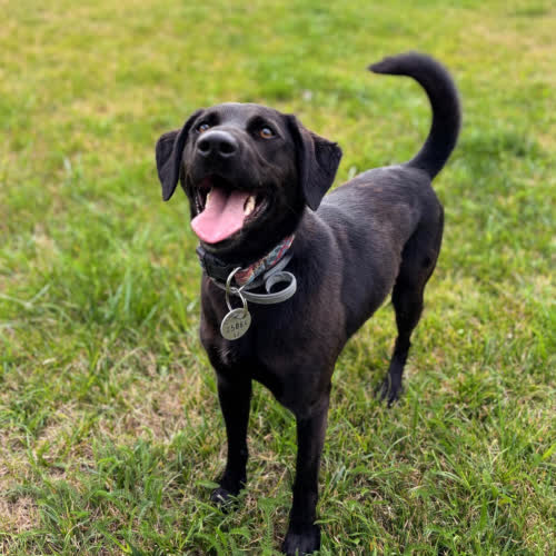 Psy ze schroniska do adopcji Nemo