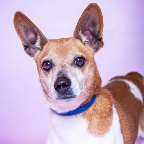 Psy ze schroniska do adopcji Zbyszek