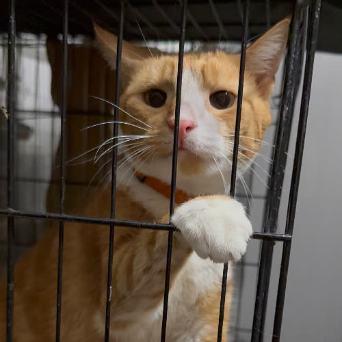 Koty ze schroniska do adopcji Mandarynka