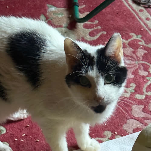Koty ze schroniska do adopcji Prosiaczek