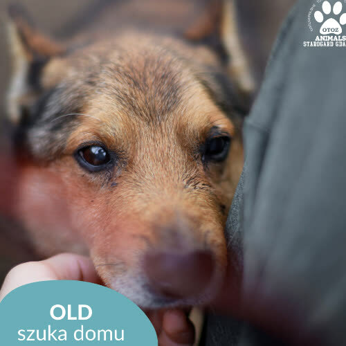 Psy ze schroniska do adopcji Old