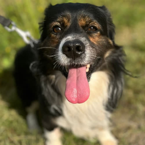 Psy ze schroniska do adopcji Kokos