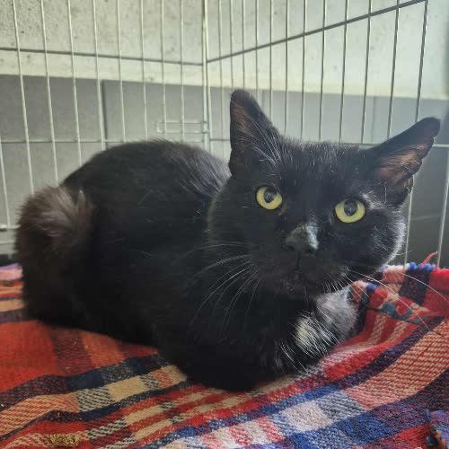 Koty ze schroniska do adopcji A105