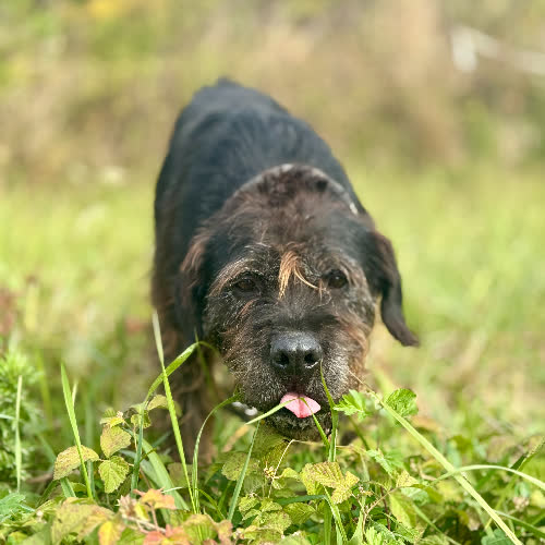 Psy ze schroniska do adopcji Rychu